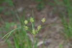 Bristly flatsedge